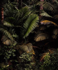a man sitting on a bench in the middle of a jungle
