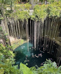 a group of people are swimming in a pool in a jungle