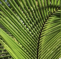 a close up of a palm leaf