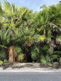 palm trees on the side of a road