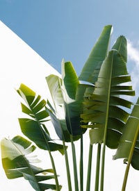 a group of banana leaves in front of a white wall